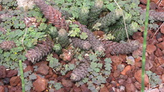 Haworthia