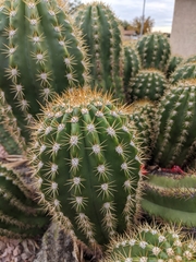 Echinopsis