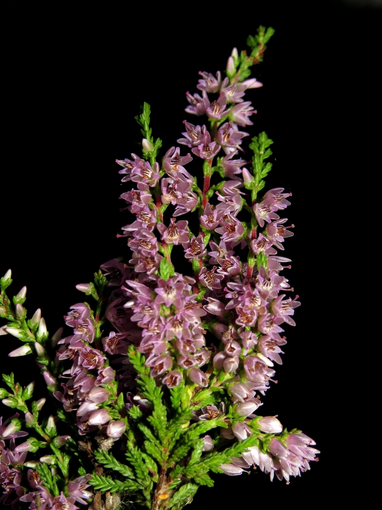 Calluna vulgaris