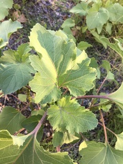 Xanthium cavanillesii