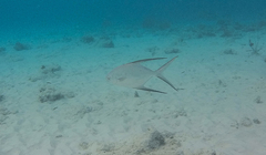 Trachinotus goodei