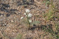 Seseli ponticum