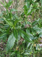 Chromolaena perglabra