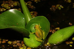 Sphaenorhynchus caramaschii