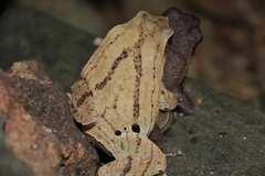 Rufous-Sided Sticky Frog photo 2