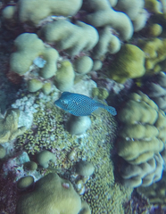 Lactophrys bicaudalis