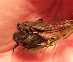 Atrapsalta furcilla