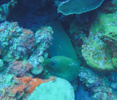Gymnothorax funebris