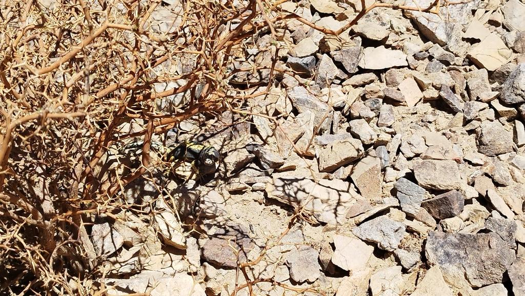 Liolaemus isabelae