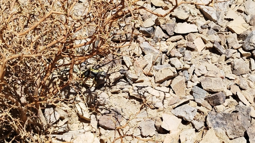 Liolaemus isabelae