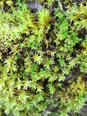 Syntrichia latifolia