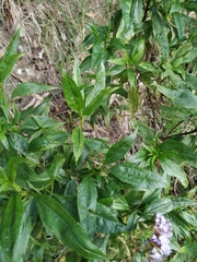 Chromolaena perglabra