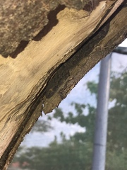 Hemidactylus longicephalus