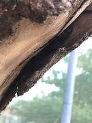 Hemidactylus longicephalus