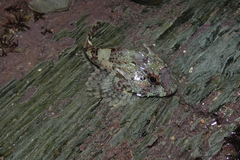 Taurulus bubalis