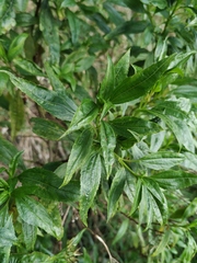 Chromolaena perglabra