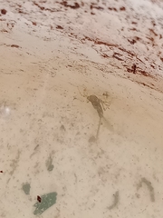 Ischnura heterosticta