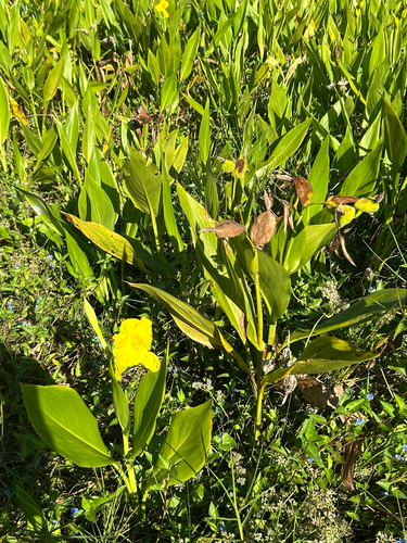 Canna flaccida, photograph 5
