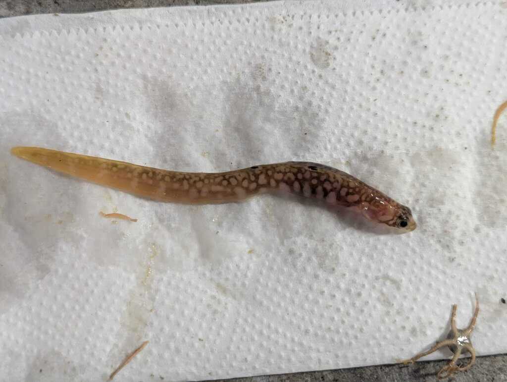 Fish doctor (Gymnelus viridis) — Zoarcidae