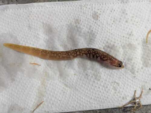 Fish doctor (Gymnelus viridis) — Zoarcidae