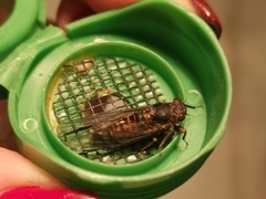 Yoyetta landsboroughi