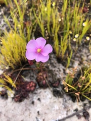 Drosera admirabilis
