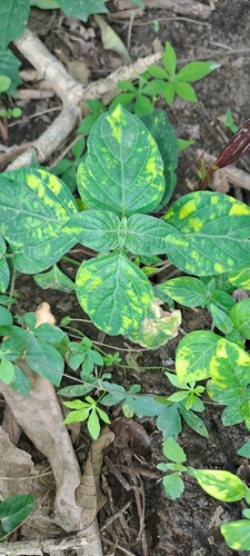 Isoglossa woodii, photograph 5