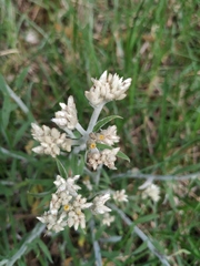 Pseudognaphalium elegans