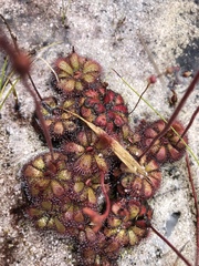 Drosera admirabilis