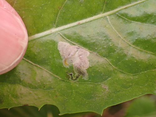 Liriomyza taraxaci photo 4