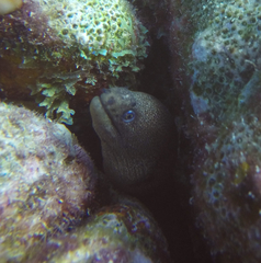 Gymnothorax miliaris