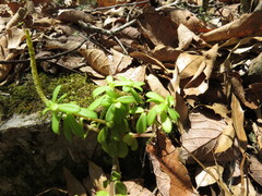 Peperomia leptophylla