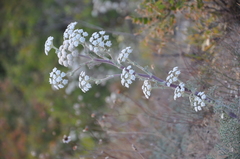 Seseli ponticum