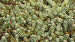 Lobivia silvestrii