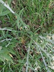 Pseudognaphalium elegans