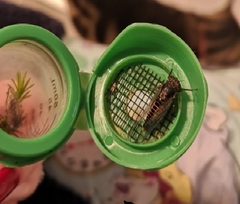 Yoyetta landsboroughi