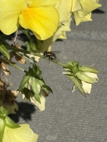 Unknown species found near Maryland City, MD 20724, USA