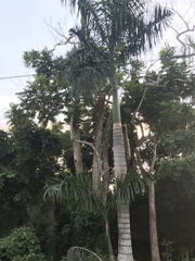 Roystonea borinquena