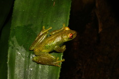 Aplastodiscus ehrhardti