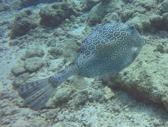 Acanthostracion polygonium