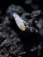 Erythroneura rubrella