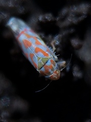Erythroneura rubrella