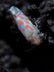Erythroneura rubrella