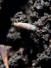 Erythroneura rubrella