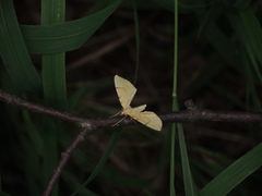 Gandaritis pyraliata