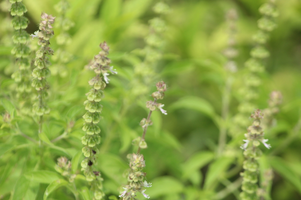 Ocimum basilicum