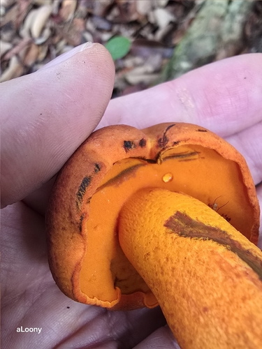 Crocinoboletus