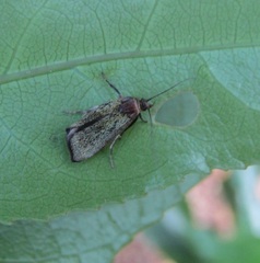 Hierodoris callispora