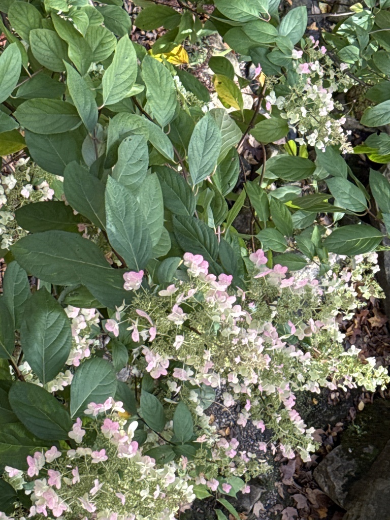 Hydrangea paniculata