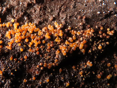 Hydropisphaera peziza